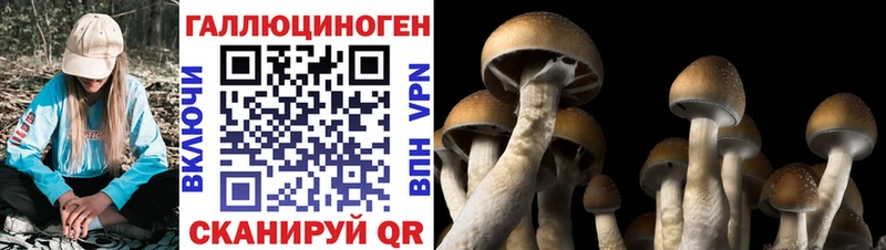 Галлюциногенные грибы Psilocybine cubensis  купить наркотик  Калач 